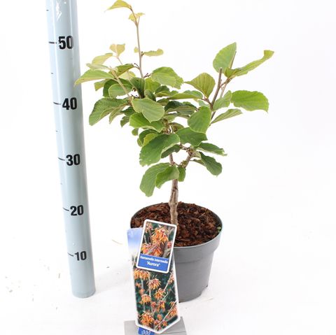 Hamamelis x intermedia 'Aurora'