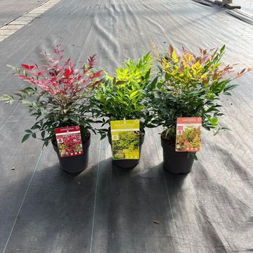 Nandina domestica MIX