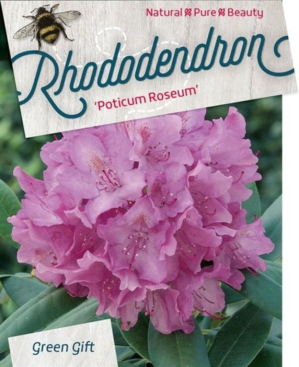 Rose Tree Rhododendrum Rhododendron ponticum 'Roseum' — Plant Wholesale FlorAccess