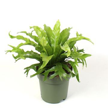 Asplenium nidus 'Crissie'