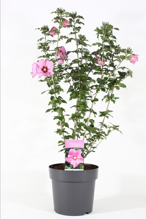 Hibiscus syriacus PINK GIANT