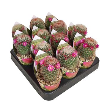 Mammillaria spinosissima pilcayensis