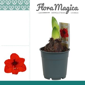 Hippeastrum 'Royal Red'