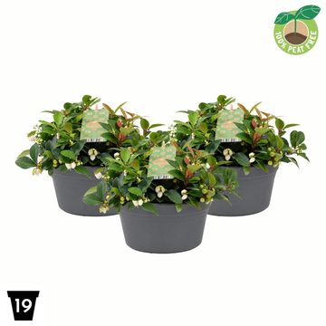 Gaultheria procumbens CIAO BELLA WHITE