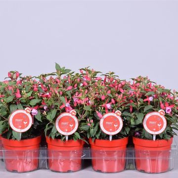 Fuchsia BELLA FUCHSIA NIKITA