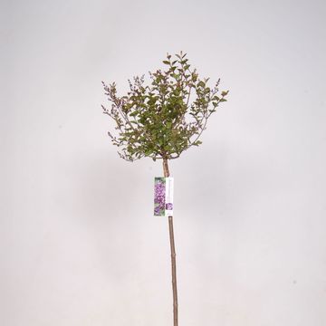 Syringa BLOOMERANG DARK PURPLE