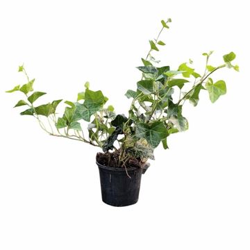 Hedera hibernica