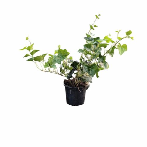 Hedera hibernica