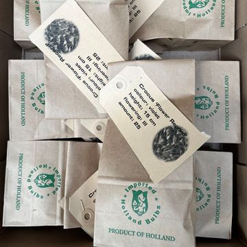 Crocus vernus 'Flower Record'