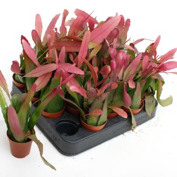 Pseudorhipsalis ramulosa 'Red Coral'