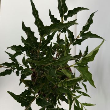 Syringa patula 'Miss Kim'