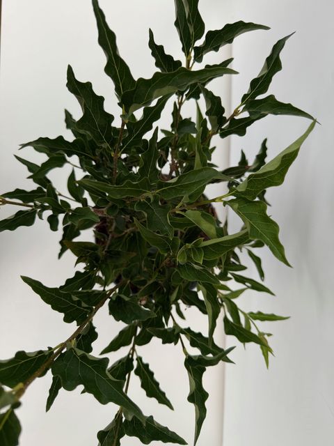 Syringa patula 'Miss Kim'