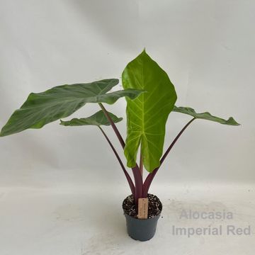 Alocasie 'Imperial Red'