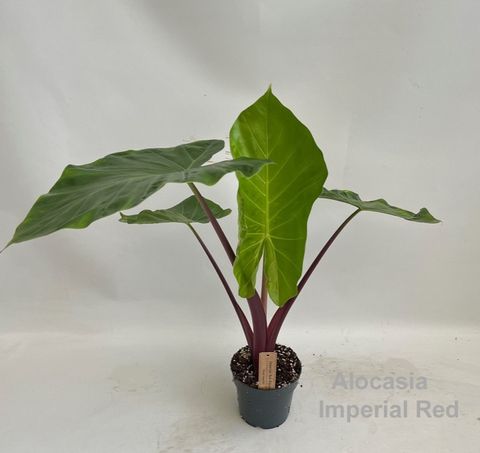 Alocasie 'Imperial Red'