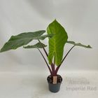 Alocasia 'Imperial Red'