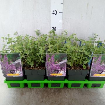 Nepeta 'Grol'
