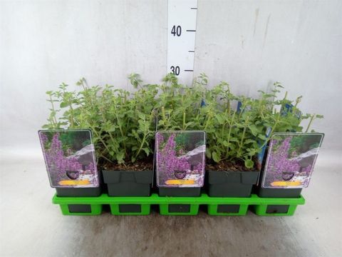 Nepeta 'Grol'