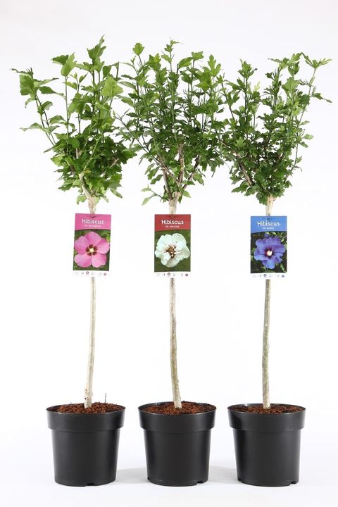 Hibiscus syriacus MIX