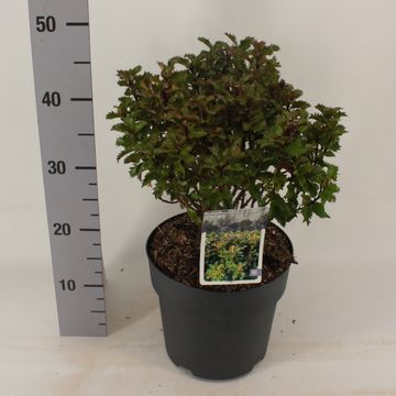 Ilex x meserveae LITTLE RASCAL