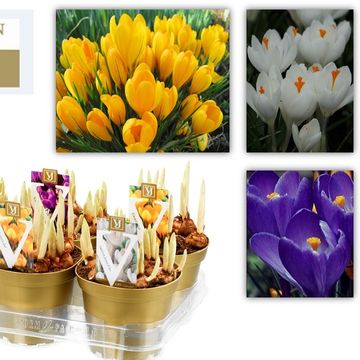 Crocus MIX