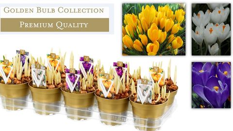 Crocus MIX