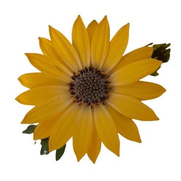 Osteospermum MARGARITA YELLOW