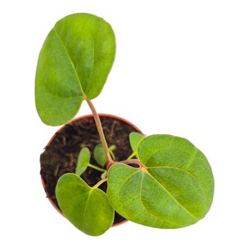 Anthurium Dark Phoenix x Papillilaminum