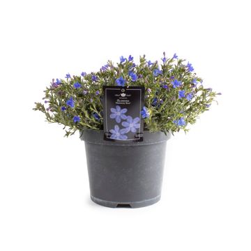 Glandora diffusa 'Heavenly Blue'