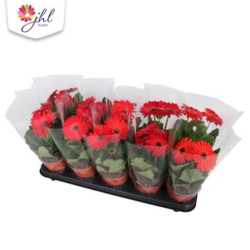 Gerbera COLOURGAME ROOD