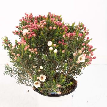 Chamelaucium 'Moonlight Delight'