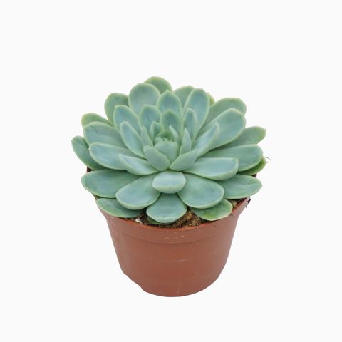 Echeveria elegans
