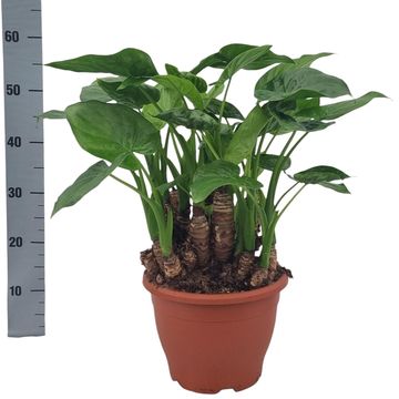 Alocasia cucullata