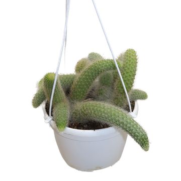 Hildewintera colademononis