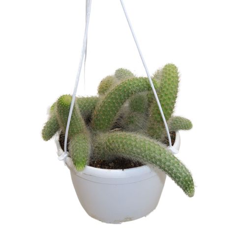 Hildewintera colademononis