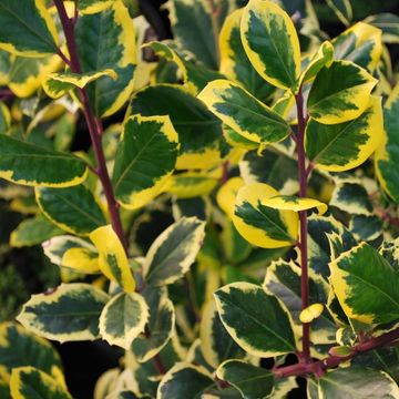 Ilex x altaclerensis 'Golden King'