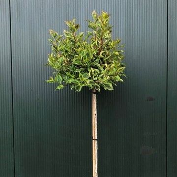 Weigela florida MAGICAL RAINBOW