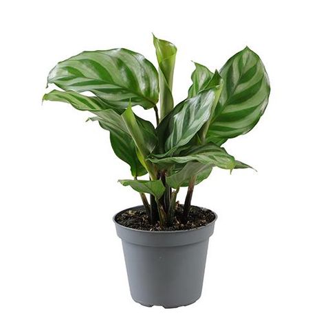 Calathea 'Freddie'