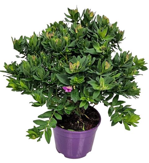 Polygala myrtifolia