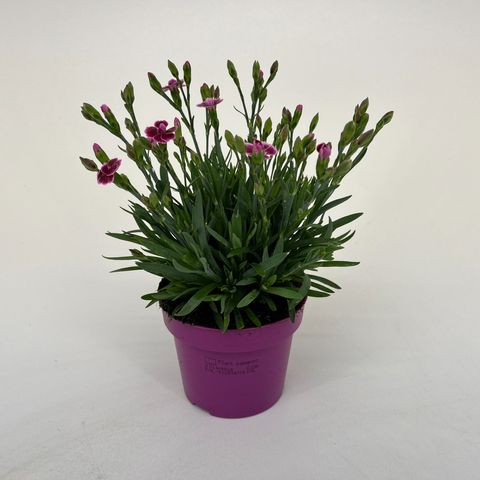 Dianthus PINK KISSES