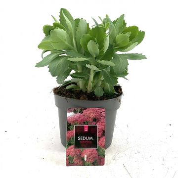 Sedum 'Herbstfreude'
