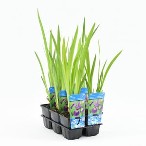 Iris versicolor (Moerings Waterplanten)
