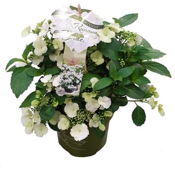Hydrangea RUNAWAY BRIDE