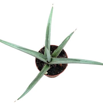 Sansevieria 'Swan Dancer'