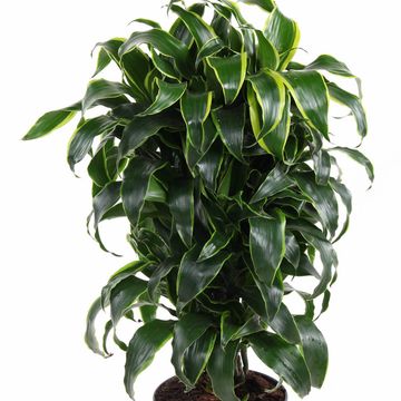 Dracaena fragrans 'Dorado'