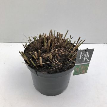 Miscanthus sinensis 'Flamingo'