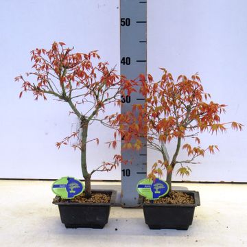 Acer palmatum 'Katsura'