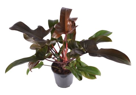 Philodendron 'Florida Bronze'