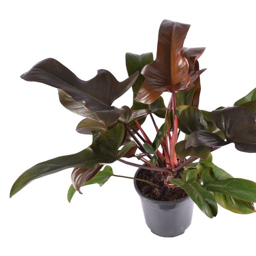 Philodendron 'Florida Bronze'