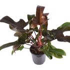 Philodendron 'Florida Bronze'