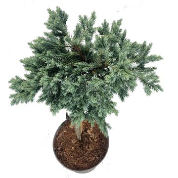 Juniperus squamata 'Blue Star'